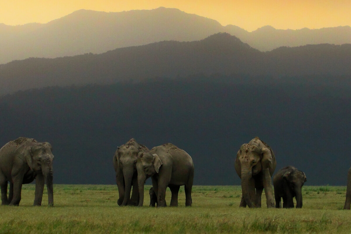Central India National park